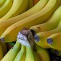 South Africa clarifies position on Tanzanian banana imports