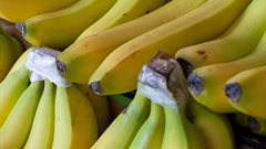 South Africa clarifies position on Tanzanian banana imports
