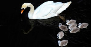 Who or what is analysing your research data and giving your company recommendations?