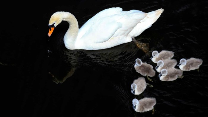 Who or what is analysing your research data and giving your company recommendations?