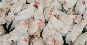 SA suspends poultry imports from Brazil amid avian influenza outbreak