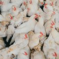 SA suspends poultry imports from Brazil amid avian influenza outbreak