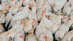 SA suspends poultry imports from Brazil amid avian influenza outbreak