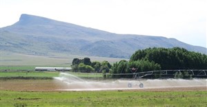 Scientists at the University of Pretoria have found that fresh vegetables are being contaminated by disease-causing bacteria through irrigation from polluted rivers and boreholes. Photos: Steve Kretzmann / GroundUp
