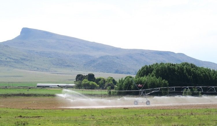 Scientists at the University of Pretoria have found that fresh vegetables are being contaminated by disease-causing bacteria through irrigation from polluted rivers and boreholes. Photos: Steve Kretzmann / GroundUp