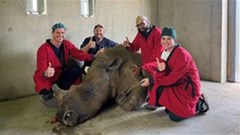 Marathon surgery by UP vets breathes new life into white rhino