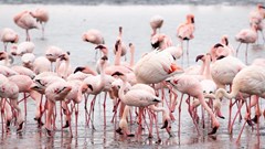 Image source: jcomp from