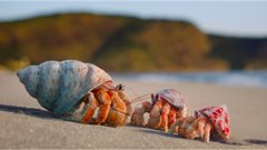 Zuzu the Hermit Crab: Where animation meets activism