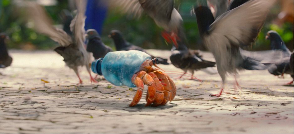 Zuzu the Hermit Crab: Where animation meets activism
