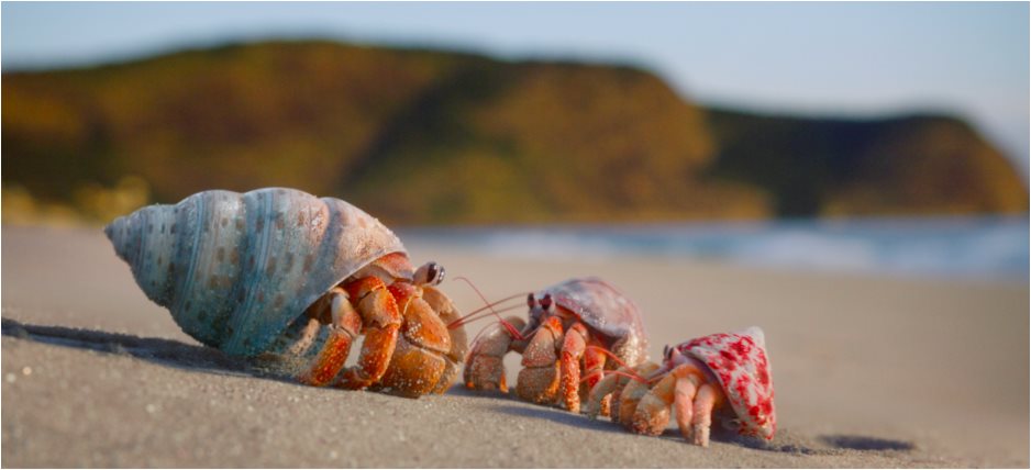 Zuzu the Hermit Crab: Where animation meets activism