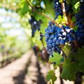 SA wine industry maps bold future amid global and local pressures