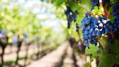 SA wine industry maps bold future amid global and local pressures