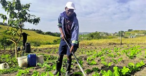 Thanda&#x2019;s agroecology initiative cultivates opportunities for youth as unemployment rises