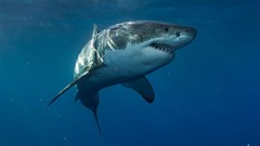 Image source: willyambradberry –