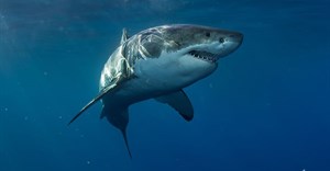 Image source: willyambradberry –