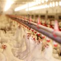 SA rolls out first mass poultry vaccination to curb avian flu