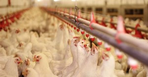 SA rolls out first mass poultry vaccination to curb avian flu