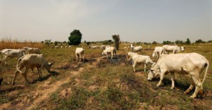 Nigeria imports Danish cattle to double milk output, cut $1.5bn import bill