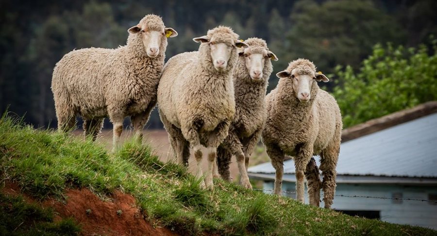 Insights into H&M and WWF's partnership for a more sustainable future