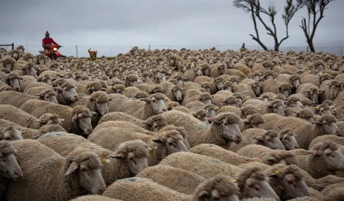 Insights into H&M and WWF's partnership for a more sustainable future