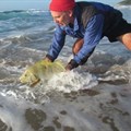 Release of a tagged speckled snapper in the iSimangaliso MPA (Photo credit: Bruce Mann).