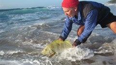 Release of a tagged speckled snapper in the iSimangaliso MPA (Photo credit: Bruce Mann).