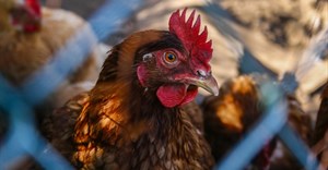 Ramokgopa: Poultry sector is key to SA's economic revival