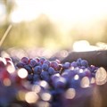 SA wine industry forecasts 11% harvest recovery, calls for stronger value chains