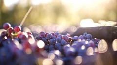 SA wine industry forecasts 11% harvest recovery, calls for stronger value chains