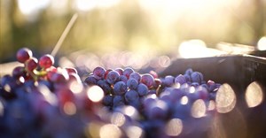 SA wine industry forecasts 11% harvest recovery, calls for stronger value chains