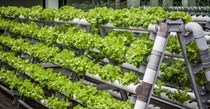 3 innovations set to transform South Africa’s food system by 2040