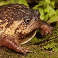 New species of rain frog discovered in South Africa