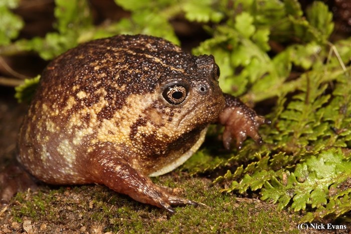 New species of rain frog discovered in South Africa
