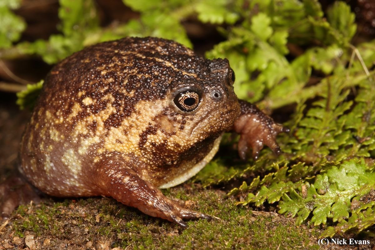 New species of rain frog discovered in South Africa