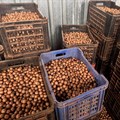 US tariffs push SA macadamia farmers to explore Indian market
