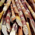 SA Canegrowers warns of job losses due to subsidised sugar imports