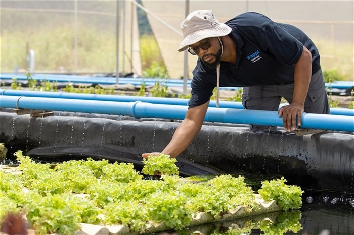 The Ngodwana Aquaponics project teaches youths about aquaculture and food security.