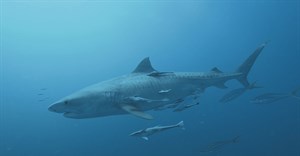 National Geographic&#x2019;s SharkFest returns with more shark-infested programming