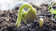 New plant breeders&#x2019; rights law takes effect in SA