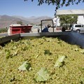 EU injects &#x20ac;15m to drive inclusive growth in SA wine sector