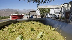 EU injects &#x20ac;15m to drive inclusive growth in SA wine sector