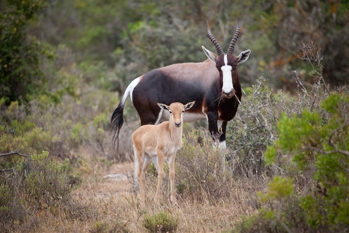 De Hoop Nature Reserve bontebok. Image supplied.