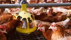 South Africa issues first permit for avian influenza vaccination