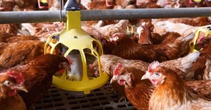 South Africa issues first permit for avian influenza vaccination