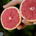 SA growers launch SummerStar Ruby grapefruit drive in Europe