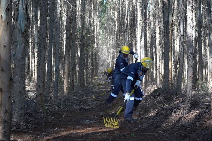 Clearing underbrush and slash plays a critical role in slowing the spread of wildfires.