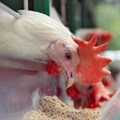 Bird flu outbreaks renew calls to reopen chicken imports from Brazil