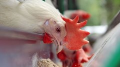 Bird flu outbreaks renew calls to reopen chicken imports from Brazil