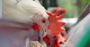 Bird flu outbreaks renew calls to reopen chicken imports from Brazil