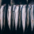 SA’s fish exports outrun inflation, gains global traction